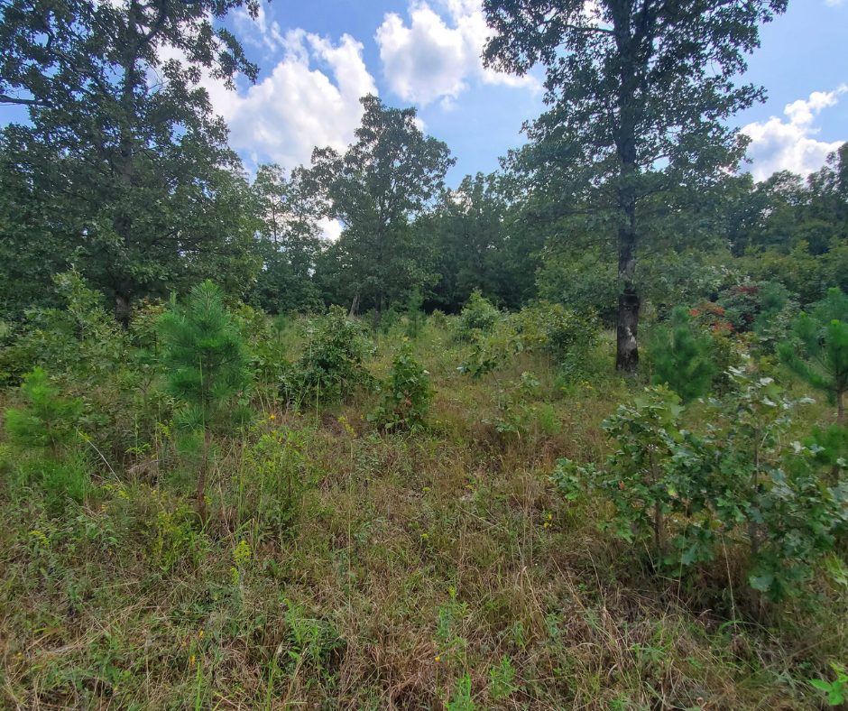 3Ac Land For Sale, Iron County, Missouri Vacant Land USA